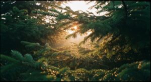 Campfire Spruce Sour Tastes Like the Forest